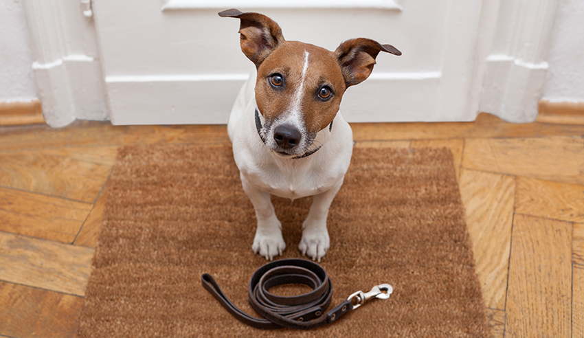 dog waits for walking with leash